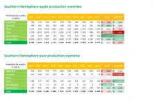 zbiory jabłek i gruszek na połudnowej półkuli
