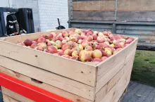 ceny jabłek przemysłowych 2024