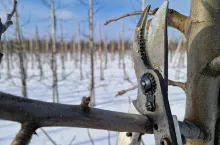 sekator do cięcia drzew