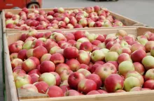 ceny jablek deserowych