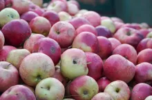 ceny jabłek przemysłowych