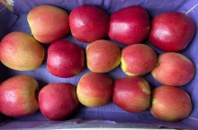 ceny jabłek odmiana Ligol