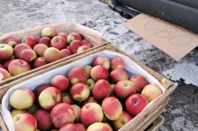 jabłka na Broniszach