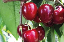 jaką odmianę czereśni wybrać