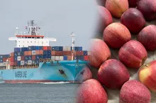 polskie jabłka w kontenerach