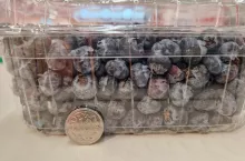 importowane borówki