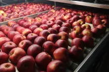 eksport jabłek do Egiptu