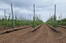 sadownictwo na węgrzech