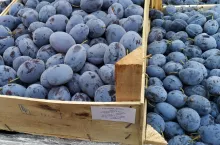 polski rynek zalany śliwkami z mołdawii