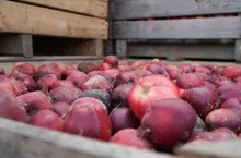 import koncentratu z ukrainy