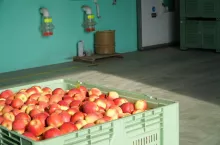 koszt przechowywania jablek