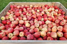 amerykański skup jabłek