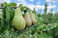 robot do zbioru gruszek