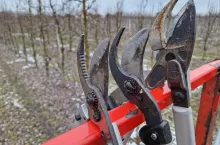 cięcie zimowe jabłoni 2023