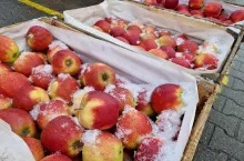 ceny jabłek na broniszach