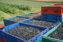 mechaniczny zbior porzeczek