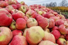 ceny skupu jabłek