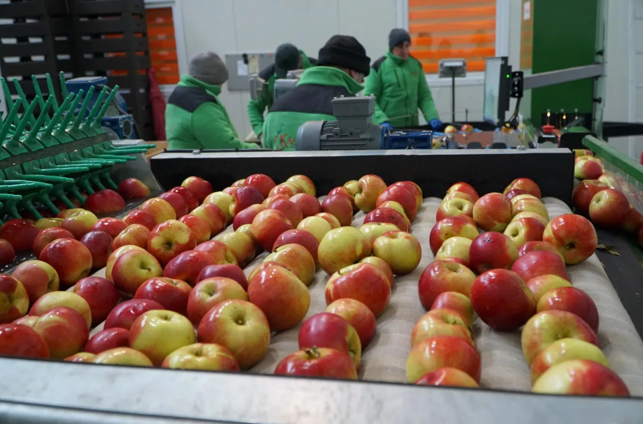 Green Sort Kompaktowe sortownice krajowej produkcji Green Sort | Sad24.pl