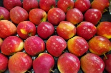 Magic star odmiana klubowa jabłek