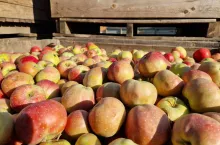 ceny jabłek przemysłowych w skupie