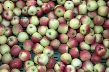 jabłka w skrzyniach