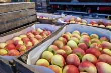 ceny jabłek na ukrainie