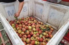 ceny jabłek przemysłowych 2023