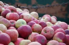 jablka przemyslowe ceny