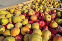 jabłka przemysłowe