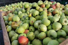 przemysłowe jabłka