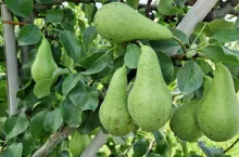 Konferencja na drzewie