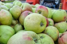 jabłka przemysłowe