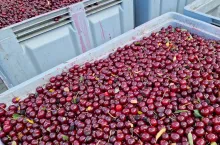 wiśnie przemysłowe