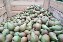 gruszki przemysłowe