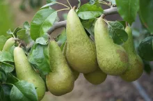 Konferencja na drzewie