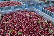 wiśnie na tłoczenie