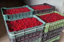 wiśnie na mrożenie