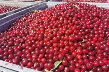 wiśnie na tłoczenie