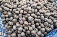 ceny polskich borówek 2023