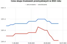 truskawki przemysłowe