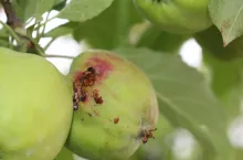 jabłko w sadzie uszkodzone przez owocówkę jabłkóweczkę