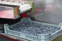 borówki przemysłowe