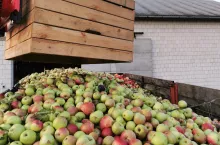 jabłka przemysłowe