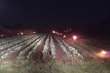 przymrozki truskawki