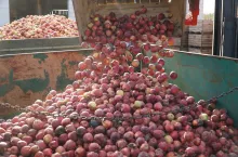 koncentrat jabłkowy