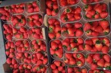 pierwsze polskie truskawki