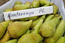 gruszka konferencja