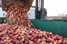 przetwórstwo jabłek