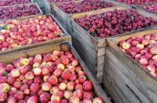 jabłka przemysłowe