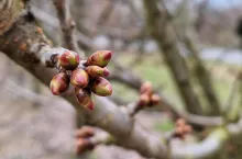 pogoda czereśnie